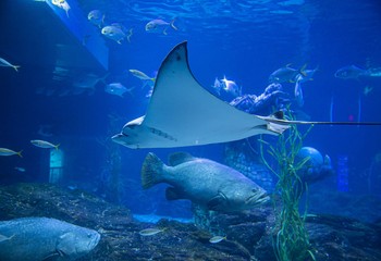 SEA LIFE BUSAN AQUARIUM